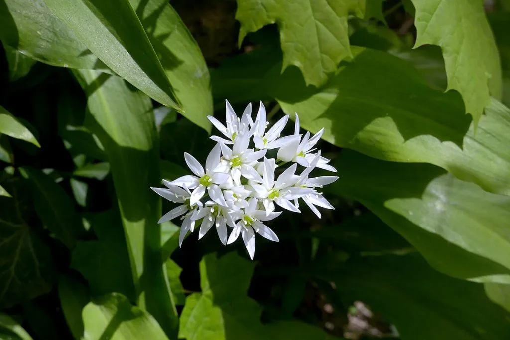 Fleurs d'ail des ours