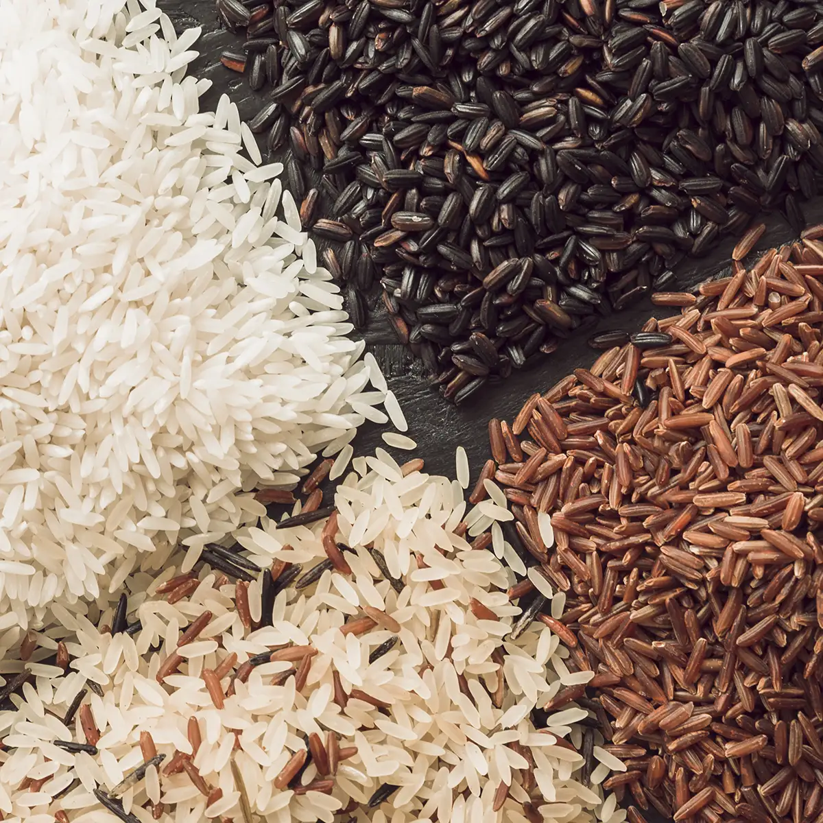 Différentes variétés de riz